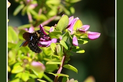 ABEJORRO