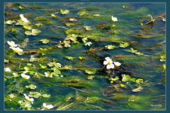 PRIMAVERA EN EL AGUA