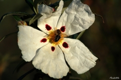 ABEJA EN FLOR