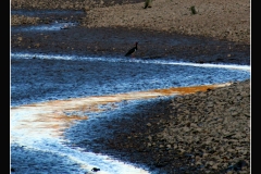GRULLA NEGRA