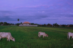 campo camboyano