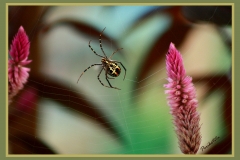 araña camboyana