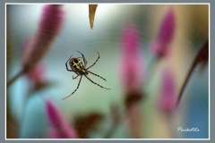 araña camboyana