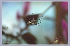 araña camboyana