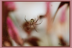 araña camboyana