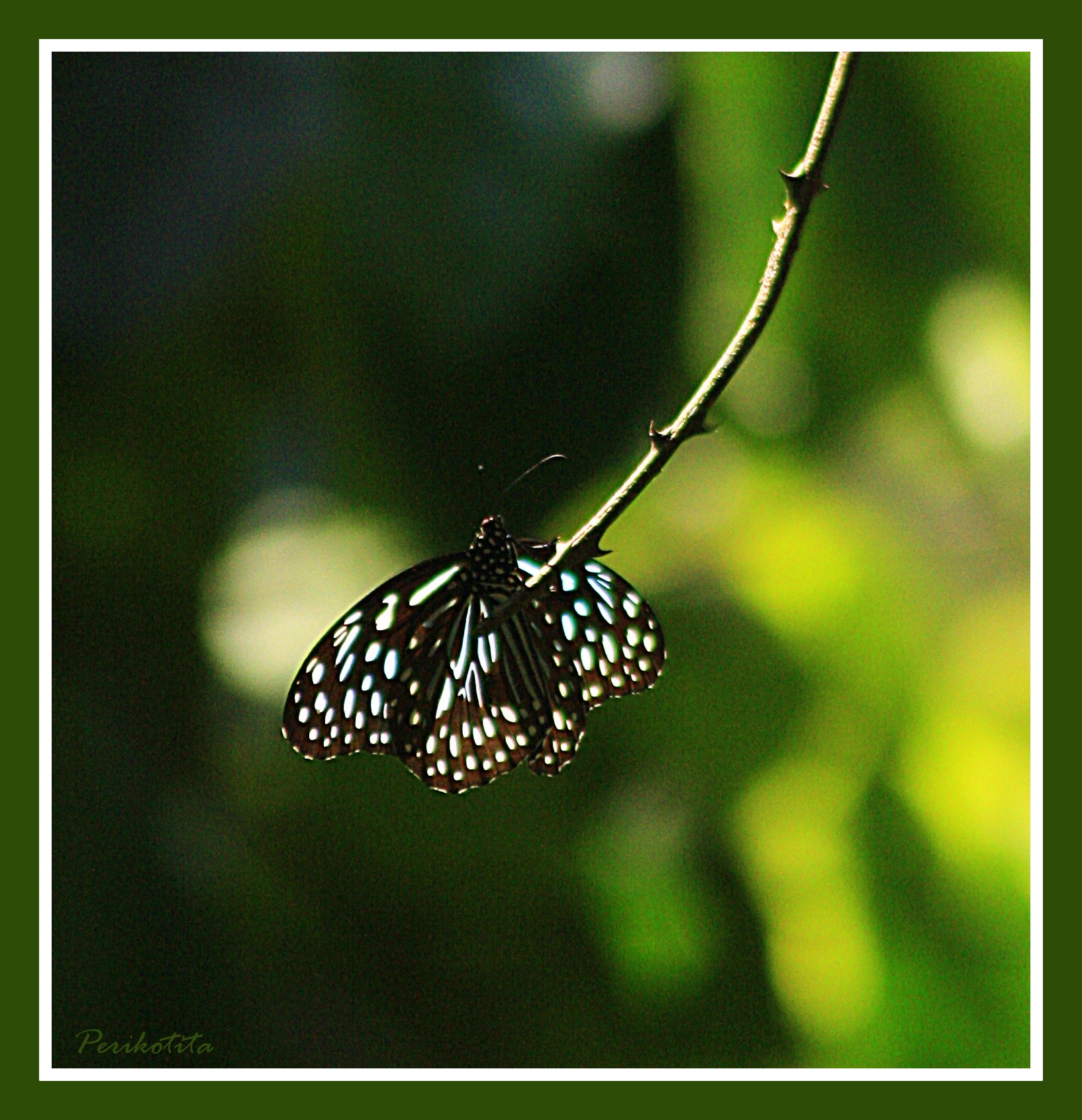 MARIPOSA EN AZUL