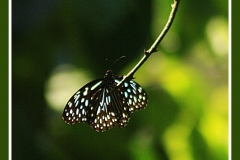MARIPOSA EN AZUL