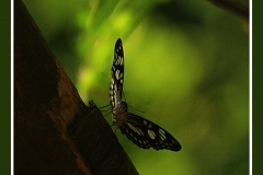 MARIPOSA EN MARRON 1