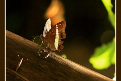 MARIPOSA EN MARRON 2