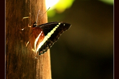 MARIPOSA EN MARRON 3