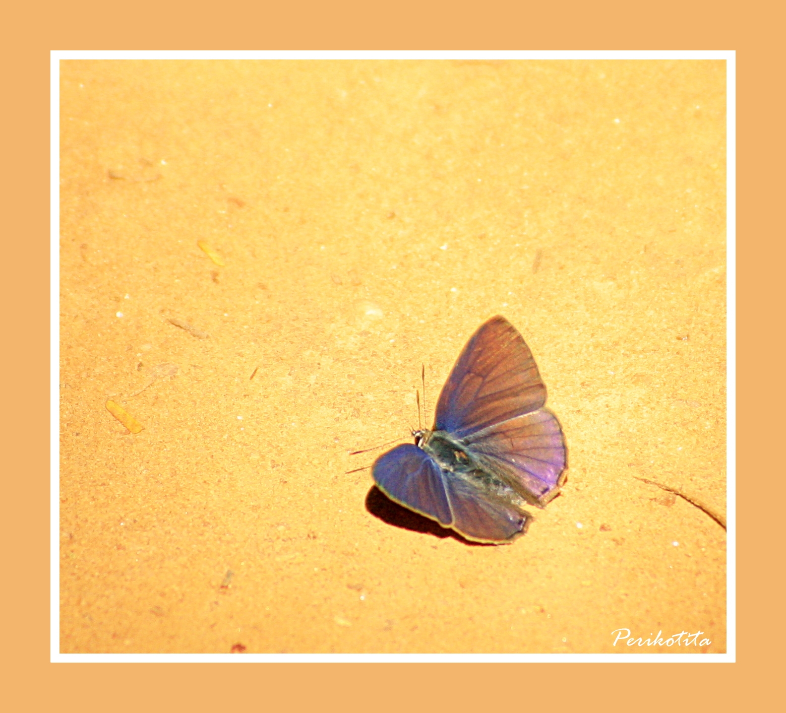 MARIPOSA EN LILAS