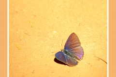 MARIPOSA EN LILAS