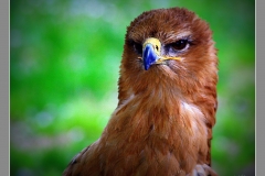 halcon