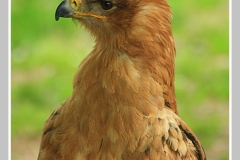 halcon
