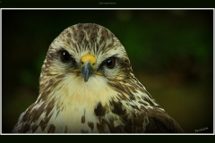 HALCON