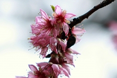 ALMENDRO EN FLOR