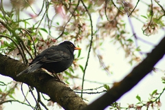 AVE SOBRE ALMENDRO