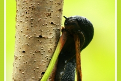 Arion ater alimentándose