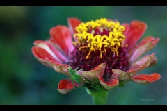 EXPLORANDO LA FLOR