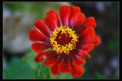 SONRISAS EN LA NATURALEZA - FLOR